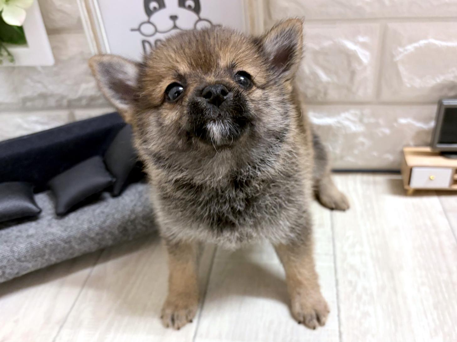 和歌山県のポメ柴/豆ポメ/ポメ豆柴(ポメラニアン×柴犬) (DOGMAN和歌山店/2026年5月30日生まれ/女の子/赤)の子犬の2枚目の画像