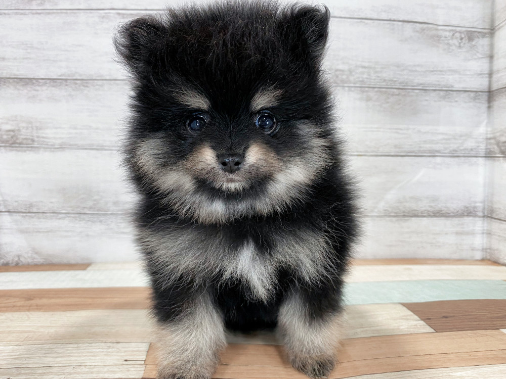 新潟県のポメラニアン (竹内ペット 新津本店/2025年8月22日生まれ/男の子/ブラックタン)の子犬の1枚目の画像