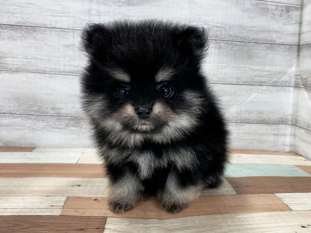 新潟県のポメラニアン (竹内ペット 新津本店/2025年8月22日生まれ/男の子/ブラックタン)の子犬の2枚目の画像
