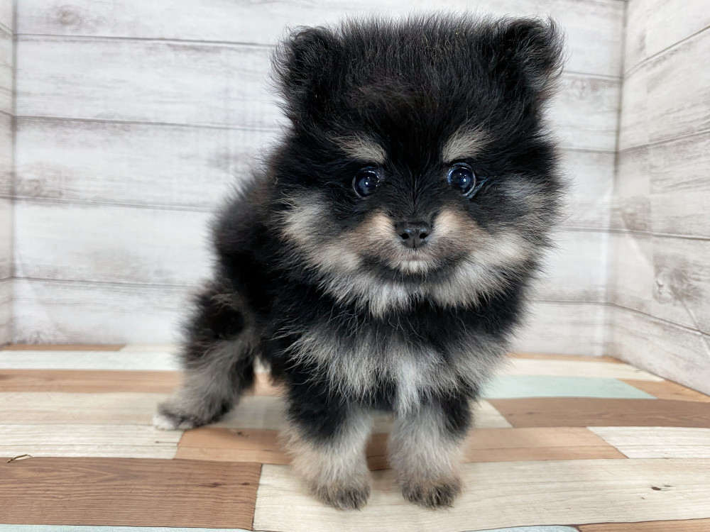 新潟県のポメラニアン (竹内ペット 新津本店/2025年8月22日生まれ/男の子/ブラックタン)の子犬の3枚目の画像