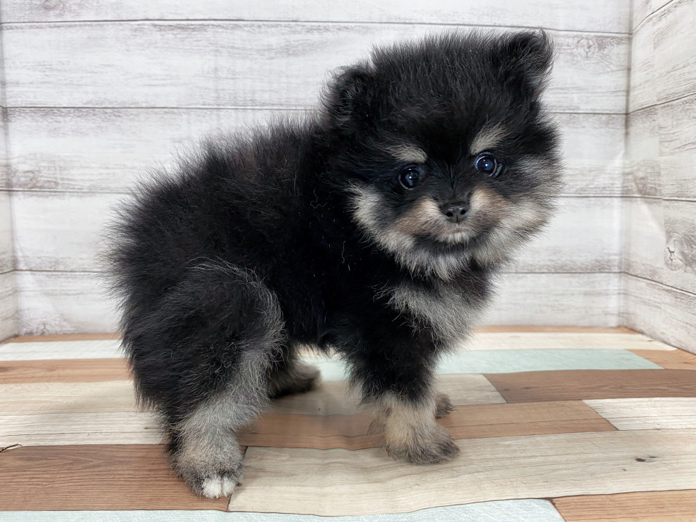 新潟県のポメラニアン (竹内ペット 新津本店/2025年8月22日生まれ/男の子/ブラックタン)の子犬の4枚目の画像