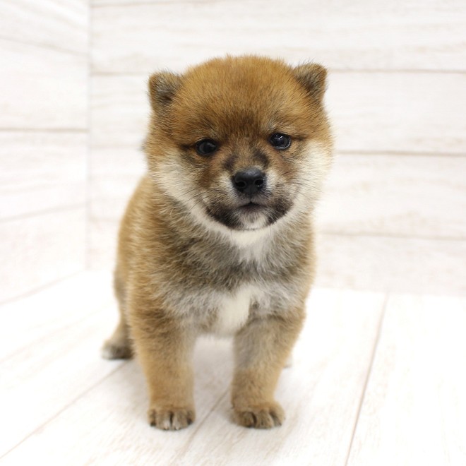 千葉県の柴犬(標準サイズ) (ペピカファミリー松戸店/2026年4月25日生まれ/男の子/赤)の子犬