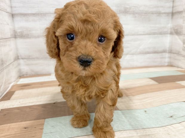 新潟県のトイプードル(トイ) (竹内ペット 新津本店/2026年1月3日生まれ/女の子/レッド)の子犬の1枚目の画像