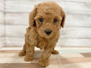 新潟県のトイプードル(トイ) (竹内ペット 新津本店/2026年1月3日生まれ/女の子/レッド)の子犬の2枚目の画像