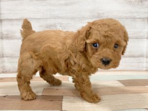 新潟県のトイプードル(トイ) (竹内ペット 新津本店/2026年1月3日生まれ/女の子/レッド)の子犬の3枚目の画像