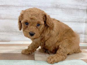 新潟県のトイプードル(トイ) (竹内ペット 新津本店/2026年1月3日生まれ/女の子/レッド)の子犬の4枚目の画像