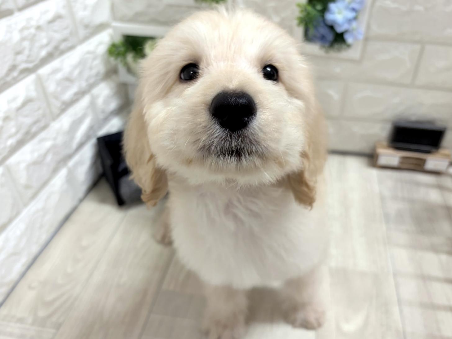 和歌山県のゴールデンドゥードゥル(ゴールデン×プードル) (DOGMAN和歌山中之島店/2026年6月16日生まれ/男の子/クリーム)の子犬の1枚目の画像