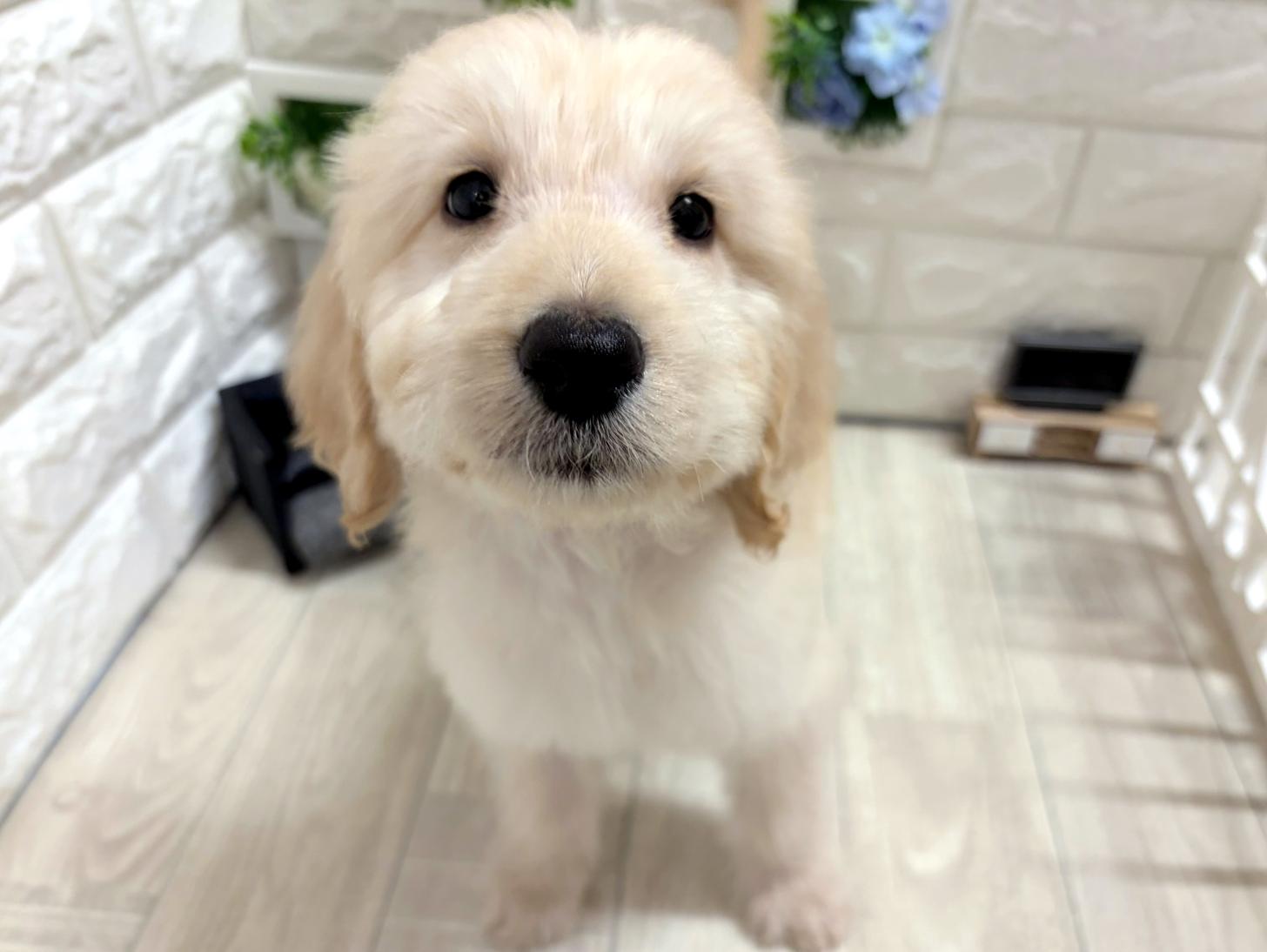和歌山県のゴールデンドゥードゥル(ゴールデン×プードル) (DOGMAN和歌山中之島店/2026年6月16日生まれ/男の子/クリーム)の子犬の2枚目の画像