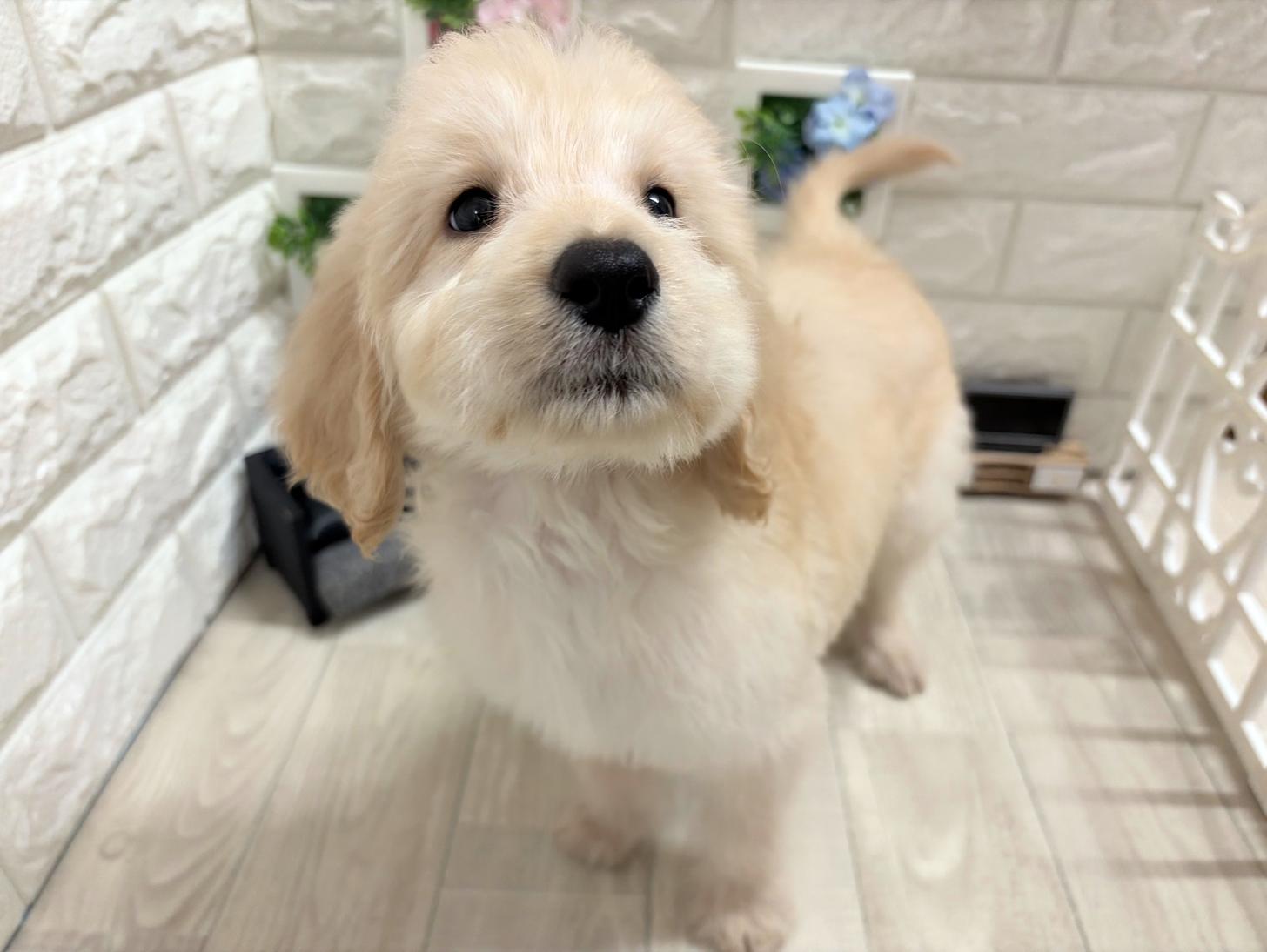 和歌山県のゴールデンドゥードゥル(ゴールデン×プードル) (DOGMAN和歌山中之島店/2026年6月16日生まれ/男の子/クリーム)の子犬の3枚目の画像