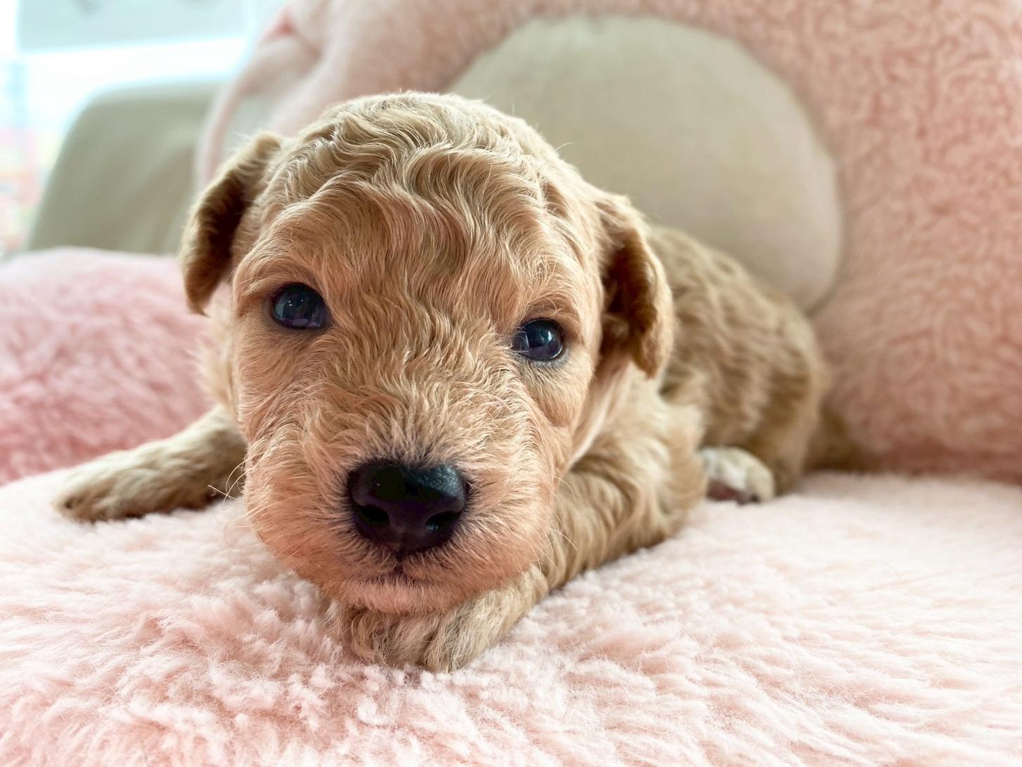 熊本県のビションプー(ビションフリーゼ×プードル) (スタードッグス新熊本店/2026年3月5日生まれ/男の子/アプリコット)の子犬の1枚目の画像