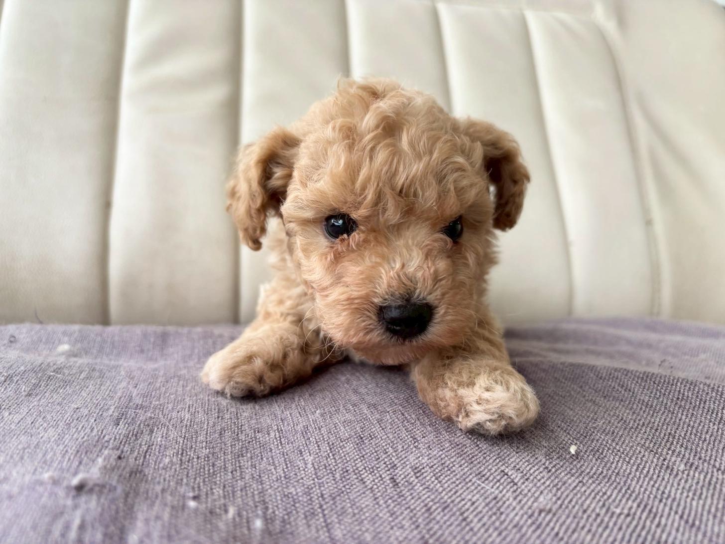 熊本県のビションプー(ビションフリーゼ×プードル) (スタードッグス新熊本店/2026年3月5日生まれ/男の子/アプリコット)の子犬の1枚目の画像