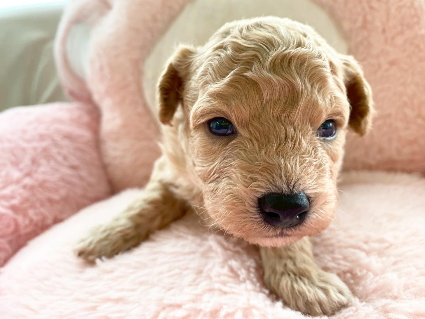 熊本県のビションプー(ビションフリーゼ×プードル) (スタードッグス新熊本店/2026年3月5日生まれ/男の子/アプリコット)の子犬の2枚目の画像