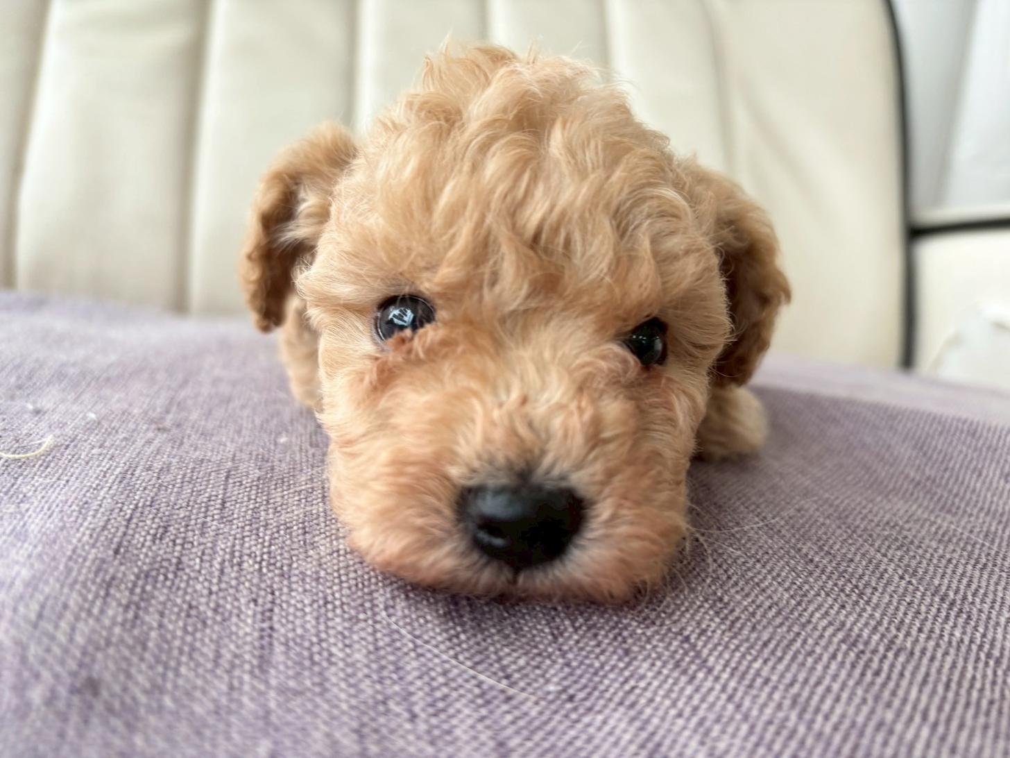 熊本県のビションプー(ビションフリーゼ×プードル) (スタードッグス新熊本店/2026年3月5日生まれ/男の子/アプリコット)の子犬の2枚目の画像