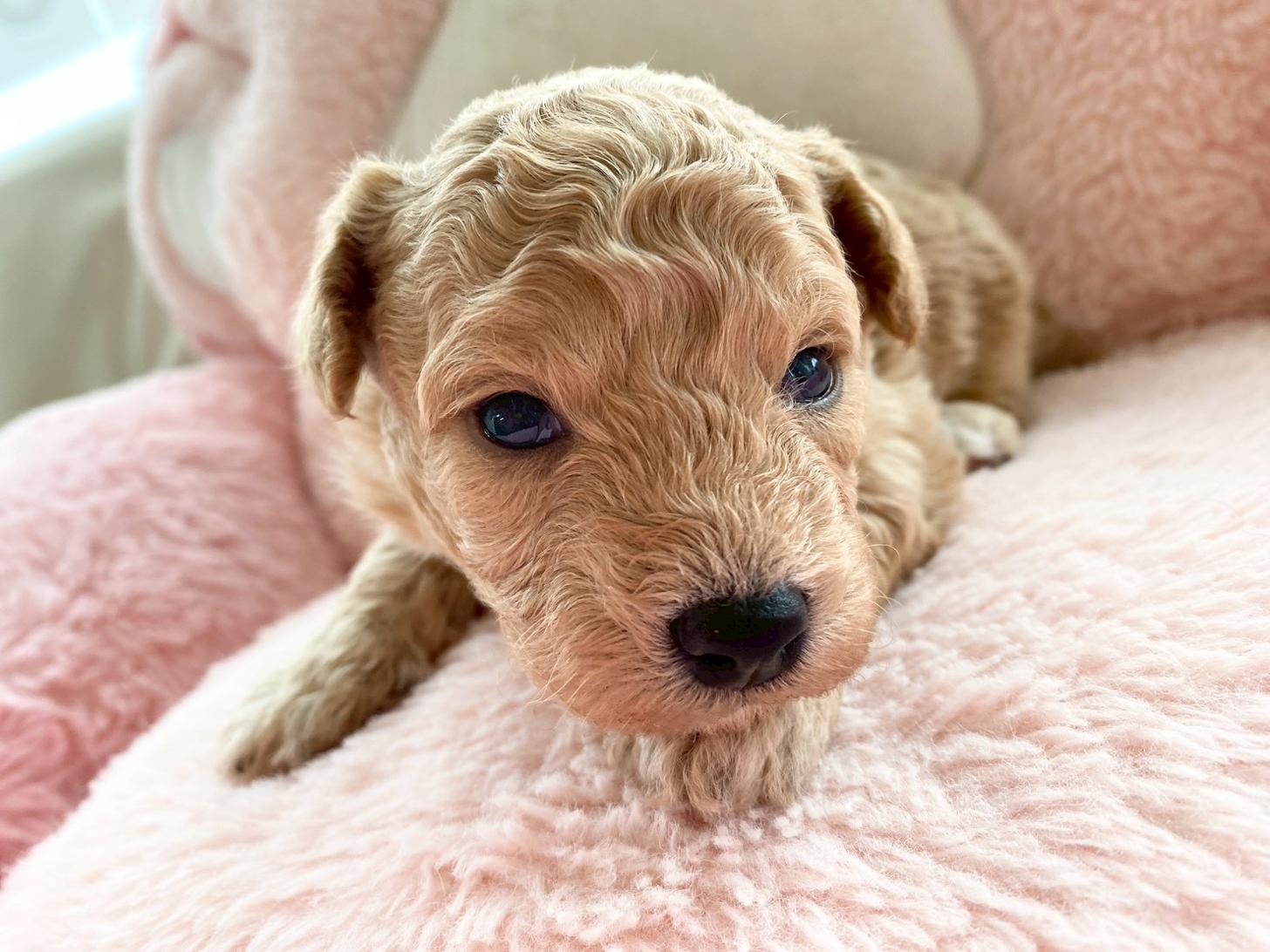 熊本県のビションプー(ビションフリーゼ×プードル) (スタードッグス新熊本店/2026年3月5日生まれ/男の子/アプリコット)の子犬の3枚目の画像