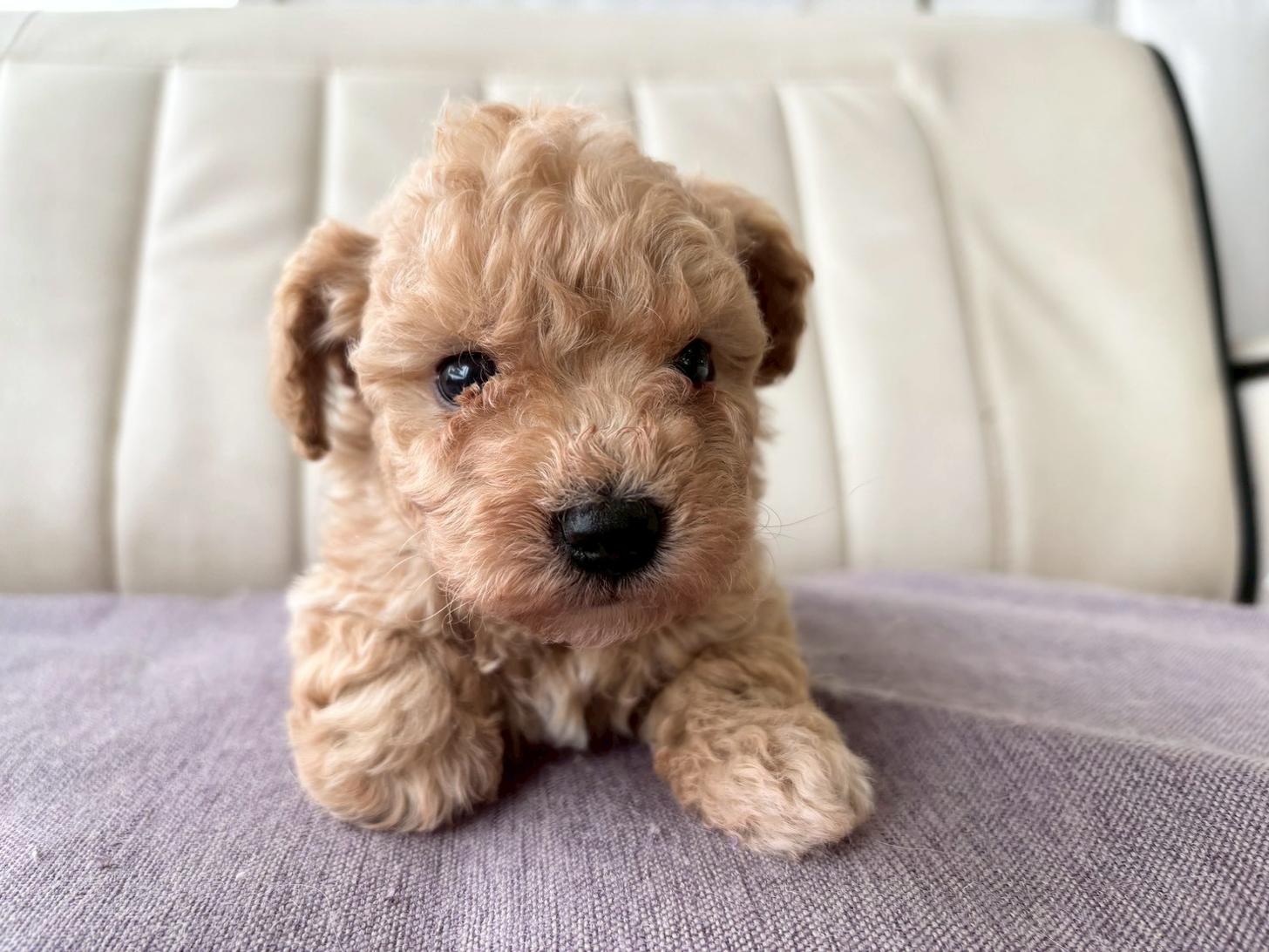 熊本県のビションプー(ビションフリーゼ×プードル) (スタードッグス新熊本店/2026年3月5日生まれ/男の子/アプリコット)の子犬の3枚目の画像