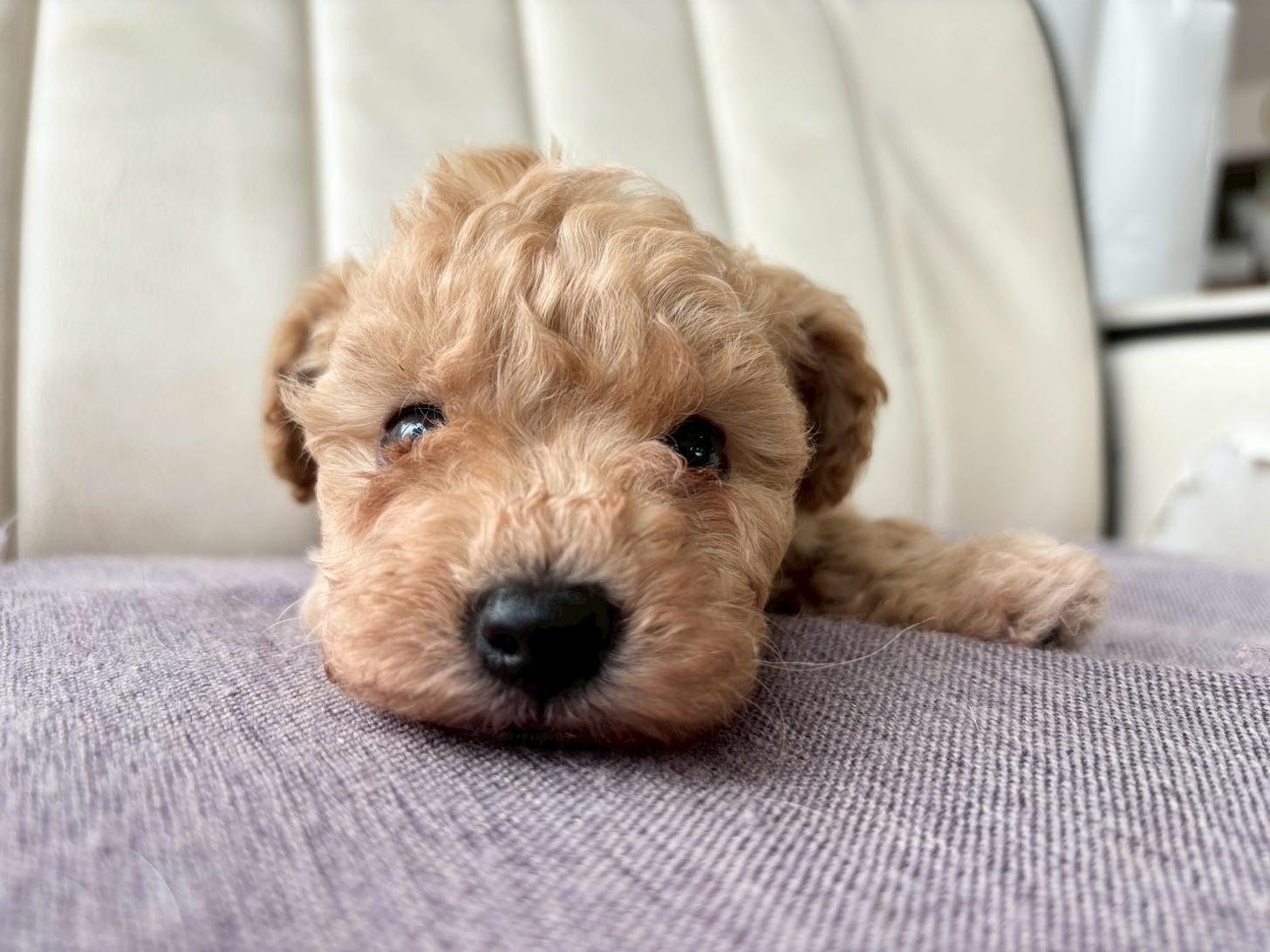 熊本県のビションプー(ビションフリーゼ×プードル) (スタードッグス新熊本店/2026年3月5日生まれ/男の子/アプリコット)の子犬の4枚目の画像