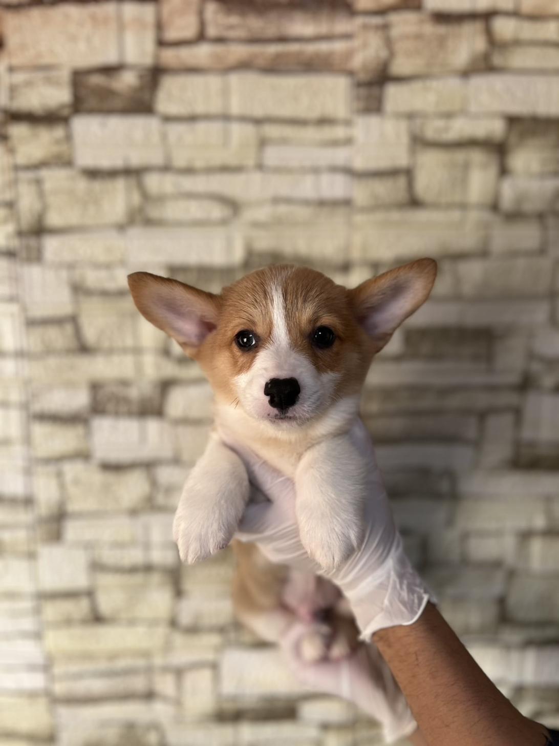 埼玉県のウェルシュコーギーペンブローク (ペッツスマイル加須インター店/2025年9月6日生まれ/男の子/セーブルホワイト)の子犬の1枚目の画像