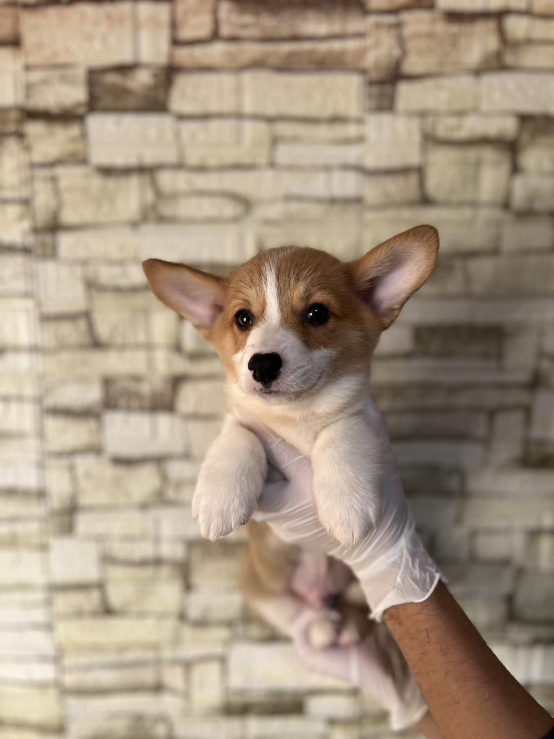 埼玉県のウェルシュコーギーペンブローク (ペッツスマイル加須インター店/2025年9月6日生まれ/男の子/セーブルホワイト)の子犬の2枚目の画像