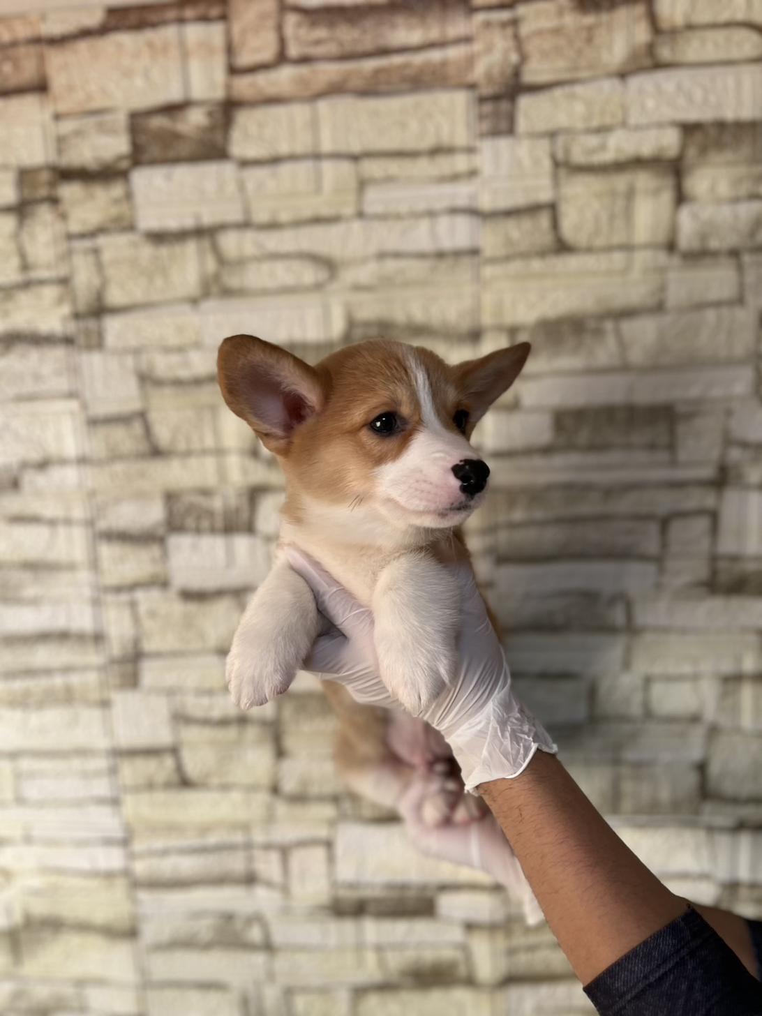 埼玉県のウェルシュコーギーペンブローク (ペッツスマイル加須インター店/2025年9月6日生まれ/男の子/セーブルホワイト)の子犬の3枚目の画像