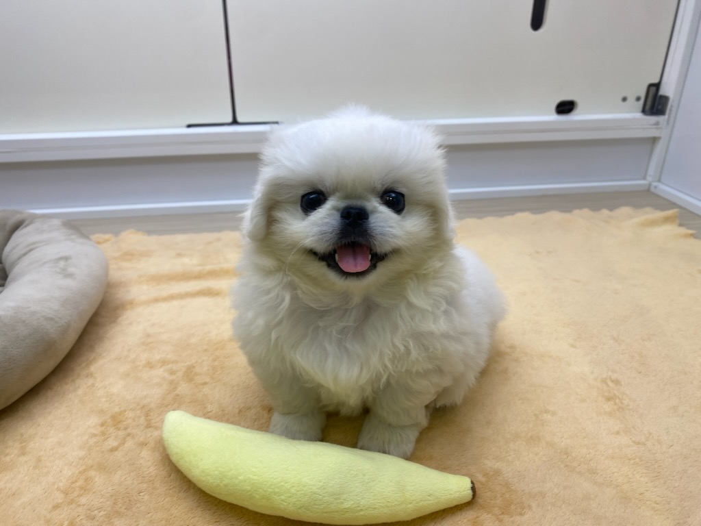宮城県のペキニーズ (ズーズーカンパニー 八乙女店/2026年7月13日生まれ/女の子/ホワイト)の子犬の2枚目の画像