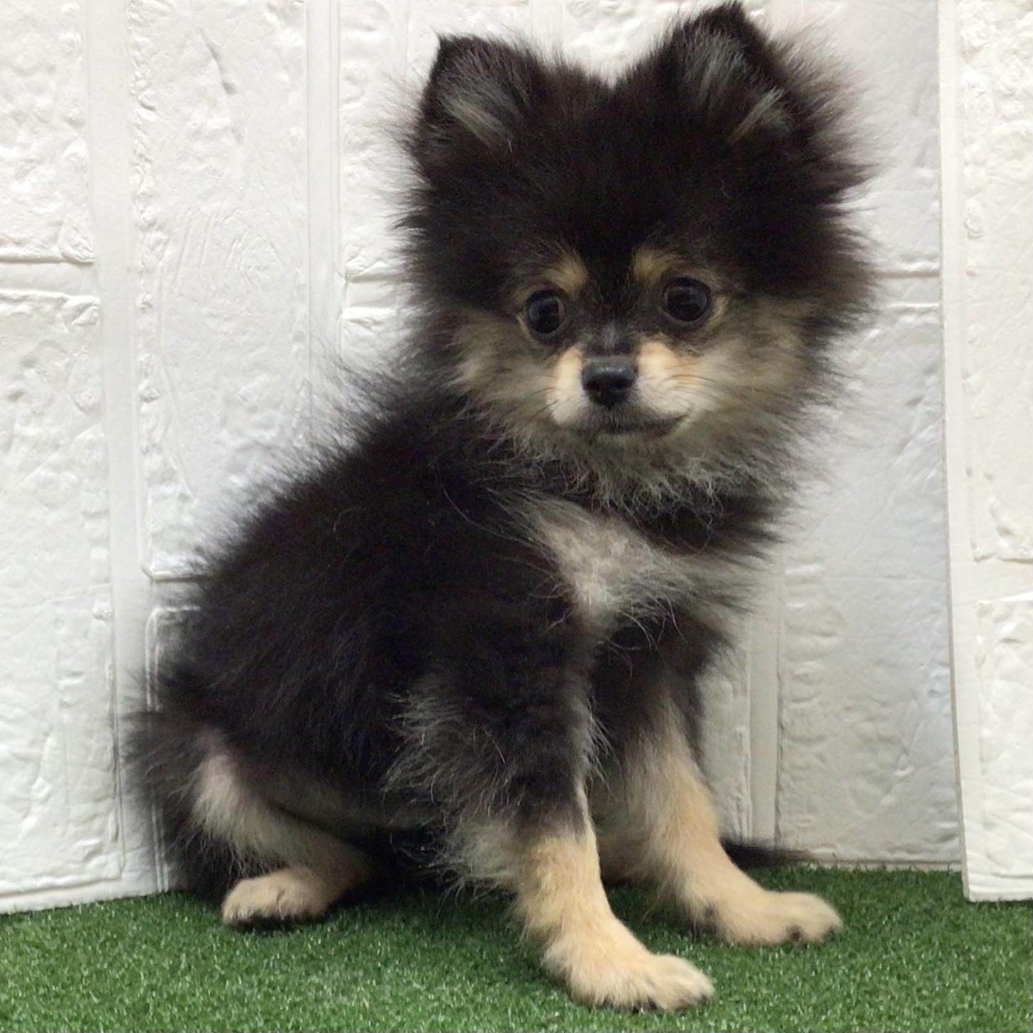 熊本県のポメラニアン (ニコペットセレクト ドッグズホーム八代店/2025年8月28日生まれ/男の子/ブラックタン)の子犬