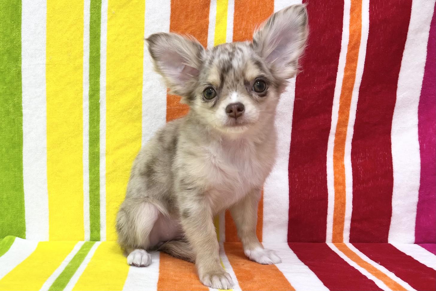 愛知県のチワワ(ロング) (ハピースペット一宮三条アミーゴ店/2025年12月13日生まれ/女の子/チョコレートマール)の子犬の1枚目の画像