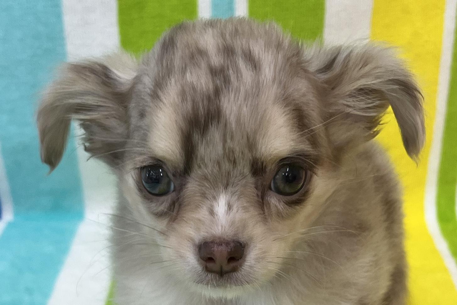 愛知県のチワワ(ロング) (ハピースペット一宮三条アミーゴ店/2025年12月13日生まれ/女の子/チョコレートマール)の子犬の2枚目の画像