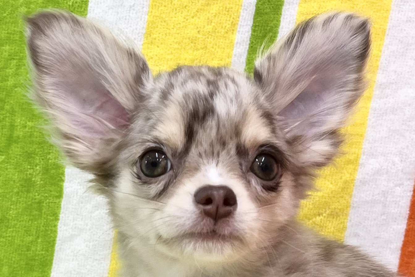 愛知県のチワワ(ロング) (ハピースペット一宮三条アミーゴ店/2025年12月13日生まれ/女の子/チョコレートマール)の子犬の2枚目の画像