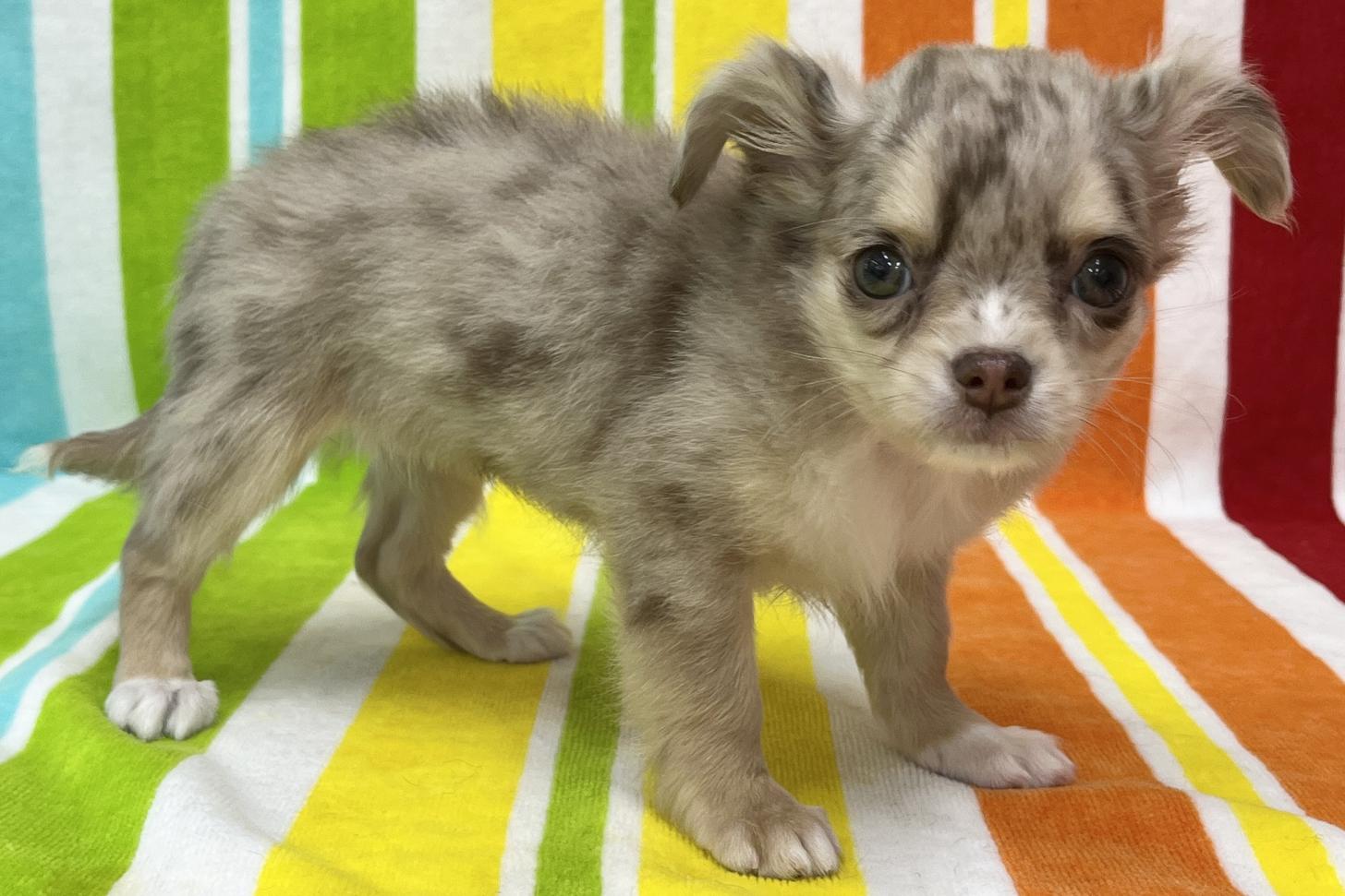 愛知県のチワワ(ロング) (ハピースペット一宮三条アミーゴ店/2025年12月13日生まれ/女の子/チョコレートマール)の子犬の3枚目の画像