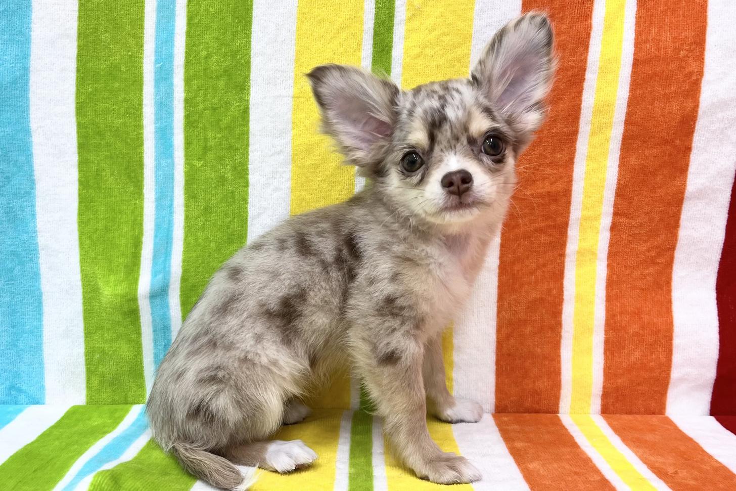 愛知県のチワワ(ロング) (ハピースペット一宮三条アミーゴ店/2025年12月13日生まれ/女の子/チョコレートマール)の子犬の3枚目の画像