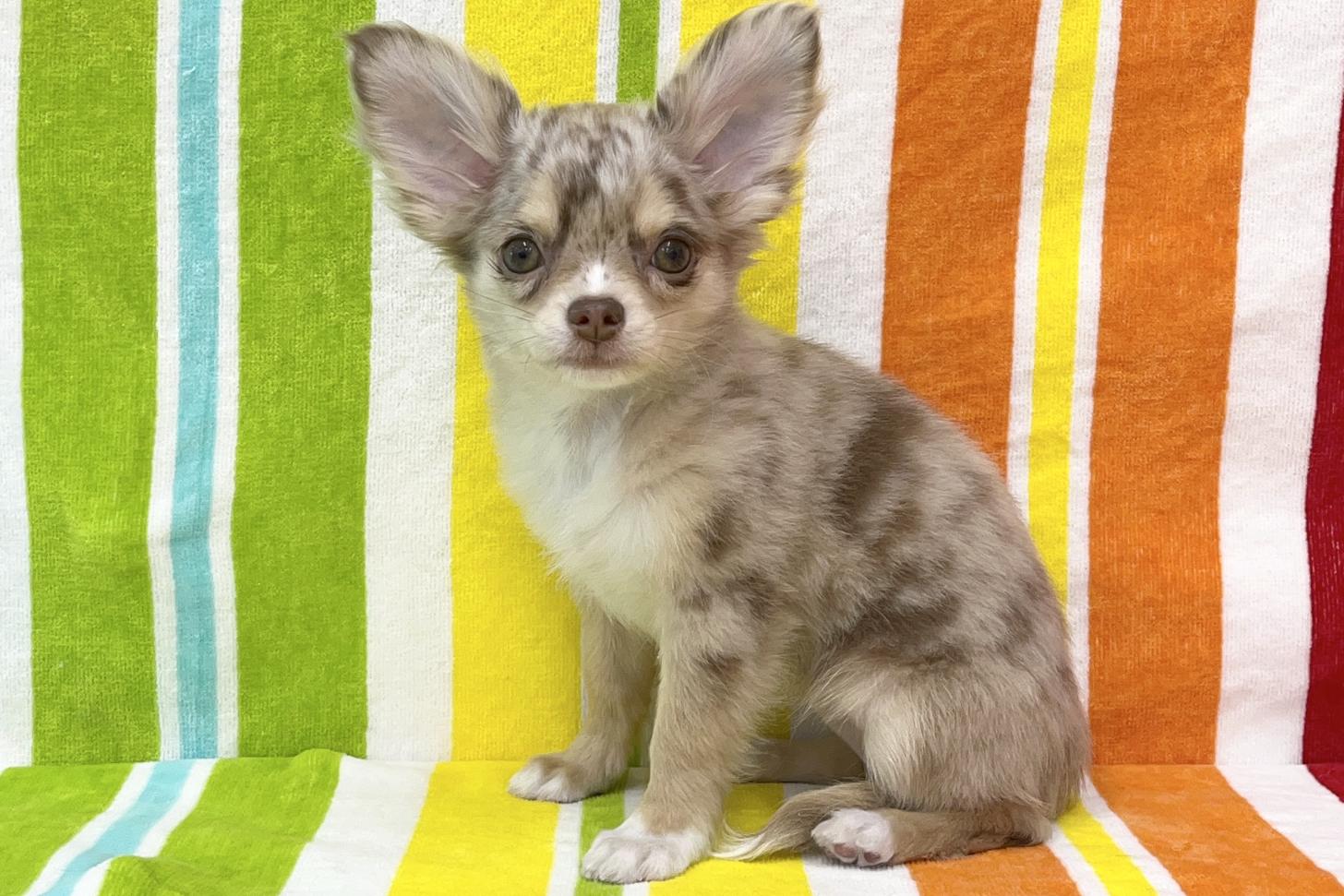 愛知県のチワワ(ロング) (ハピースペット一宮三条アミーゴ店/2025年12月13日生まれ/女の子/チョコレートマール)の子犬の4枚目の画像