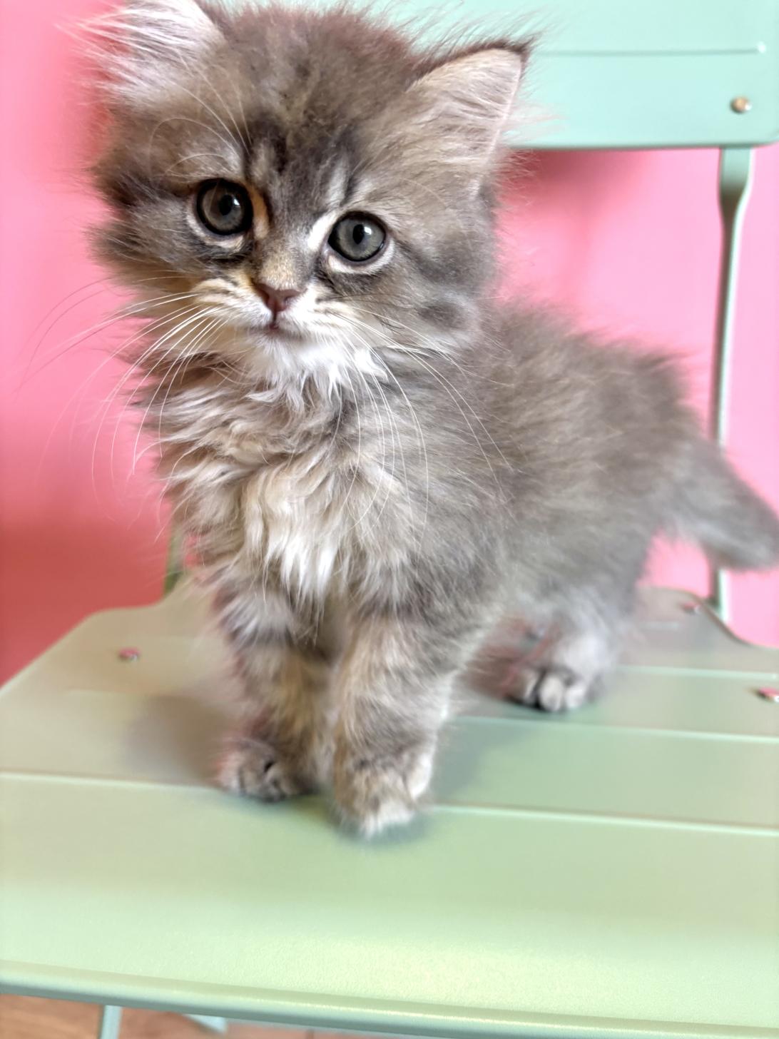 埼玉県のミヌエット (ペッツスマイル南中野店/2026年5月2日生まれ/男の子/ブルータビー)の子猫の1枚目の画像