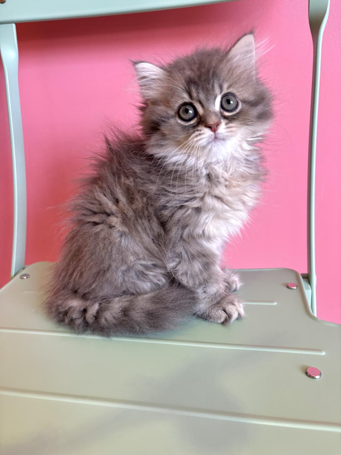 埼玉県のミヌエット (ペッツスマイル南中野店/2026年5月2日生まれ/男の子/ブルータビー)の子猫の4枚目の画像