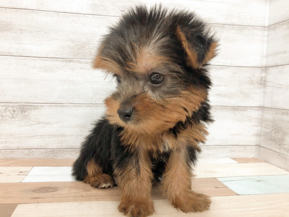 新潟県のヨークシャーテリア (竹内ペット 新津本店/2025年9月7日生まれ/女の子/スチールブルータン)の子犬の2枚目の画像