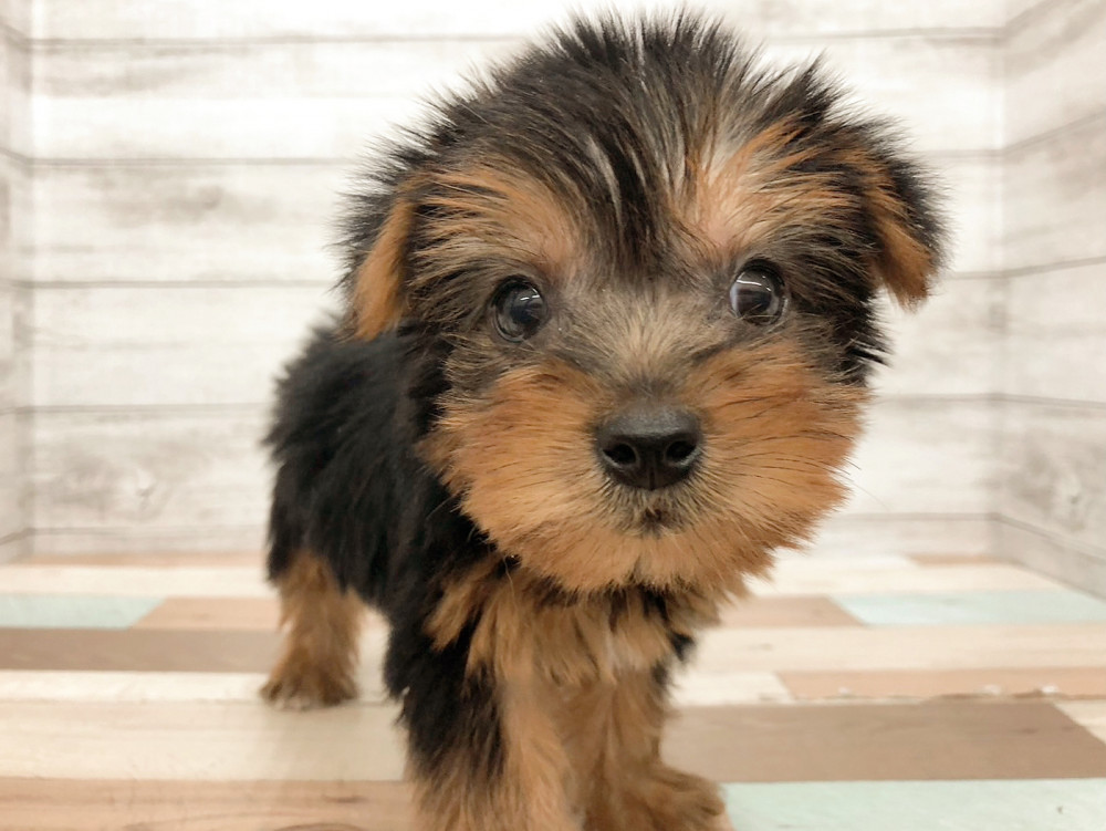 新潟県のヨークシャーテリア (竹内ペット 新津本店/2025年9月7日生まれ/女の子/スチールブルータン)の子犬の3枚目の画像