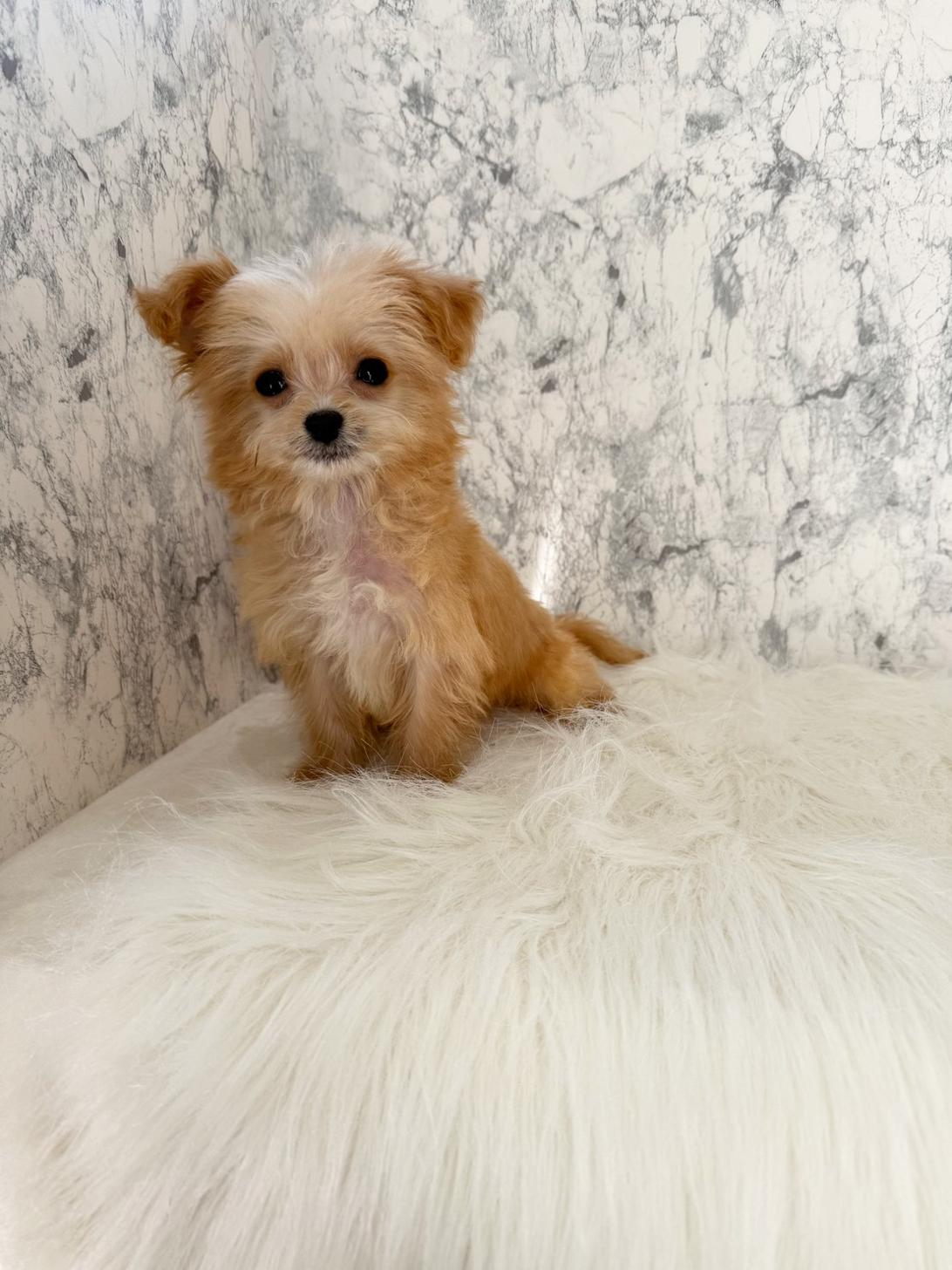 埼玉県のチワプー/プーチー(チワワ×プードル) (PETSHOP FATIS/2025年8月12日生まれ/男の子/クリームホワイト)の子犬の1枚目の画像