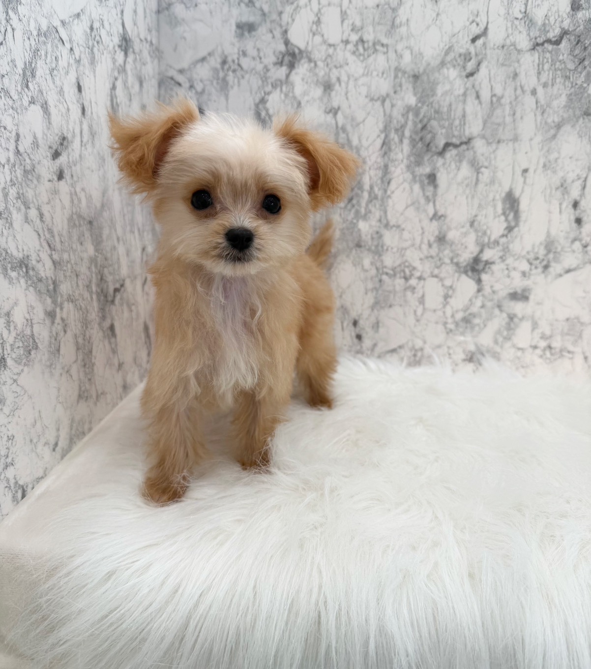 埼玉県のチワプー/プーチー(チワワ×プードル) (PETSHOP FATIS/2025年8月12日生まれ/男の子/クリームホワイト)の子犬