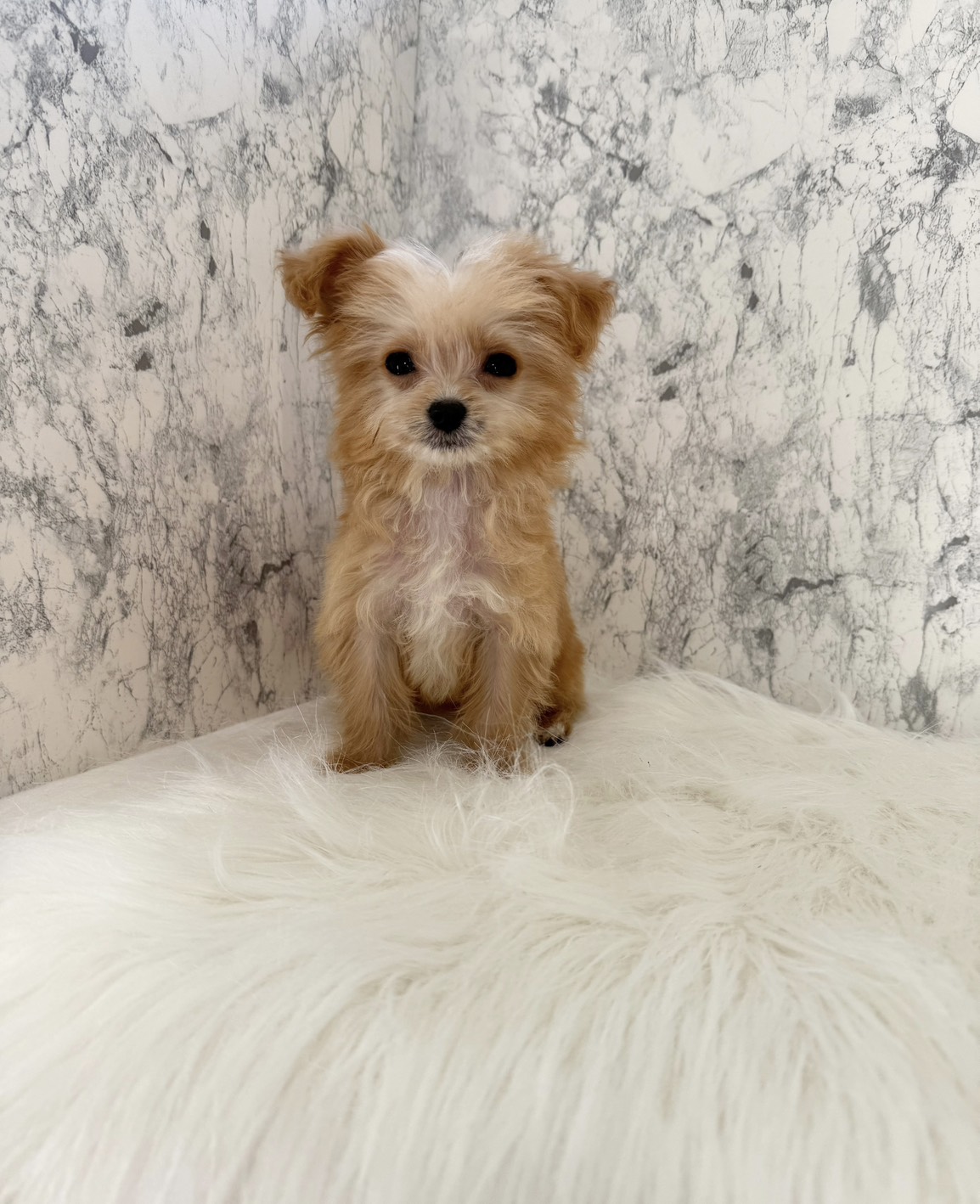 埼玉県のチワプー/プーチー(チワワ×プードル) (PETSHOP FATIS/2025年8月12日生まれ/男の子/クリームホワイト)の子犬の2枚目の画像