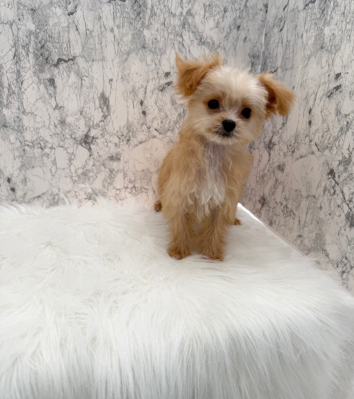 埼玉県のチワプー/プーチー(チワワ×プードル) (PETSHOP FATIS/2025年8月12日生まれ/男の子/クリームホワイト)の子犬の2枚目の画像