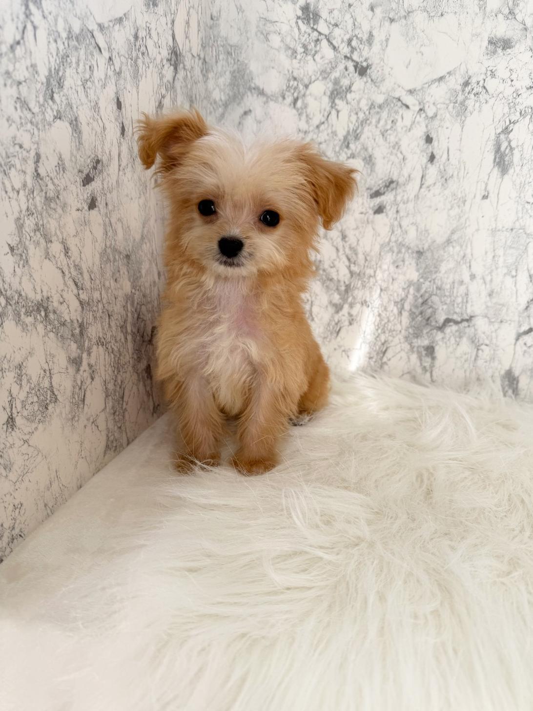 埼玉県のチワプー/プーチー(チワワ×プードル) (PETSHOP FATIS/2025年8月12日生まれ/男の子/クリームホワイト)の子犬の3枚目の画像