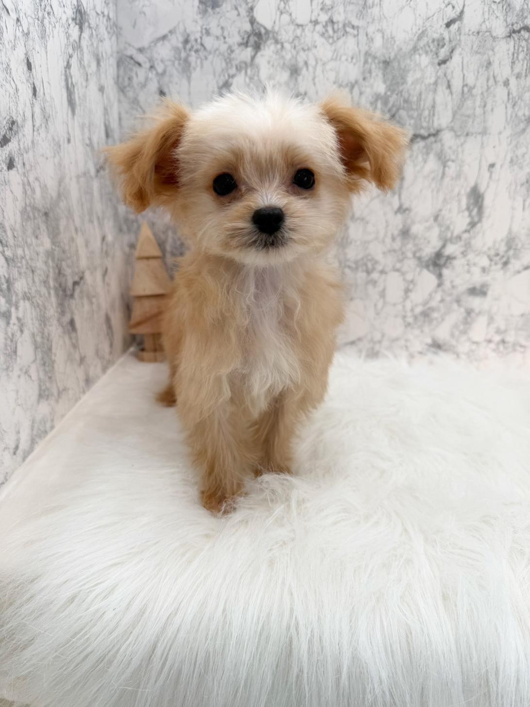 埼玉県のチワプー/プーチー(チワワ×プードル) (PETSHOP FATIS/2025年8月12日生まれ/男の子/クリームホワイト)の子犬の3枚目の画像