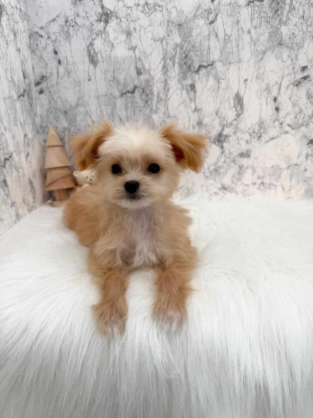 埼玉県のチワプー/プーチー(チワワ×プードル) (PETSHOP FATIS/2025年8月12日生まれ/男の子/クリームホワイト)の子犬の4枚目の画像