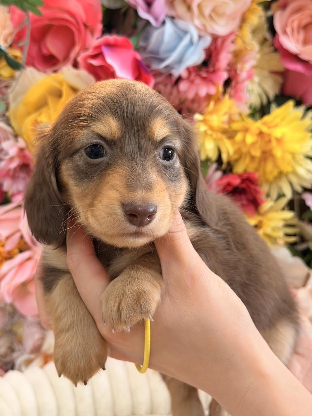 福岡県のミニチュアダックスフンド(ロング) (スタードッグス大牟田店/2026年1月20日生まれ/女の子/チョコレートイエロー)の子犬の1枚目の画像