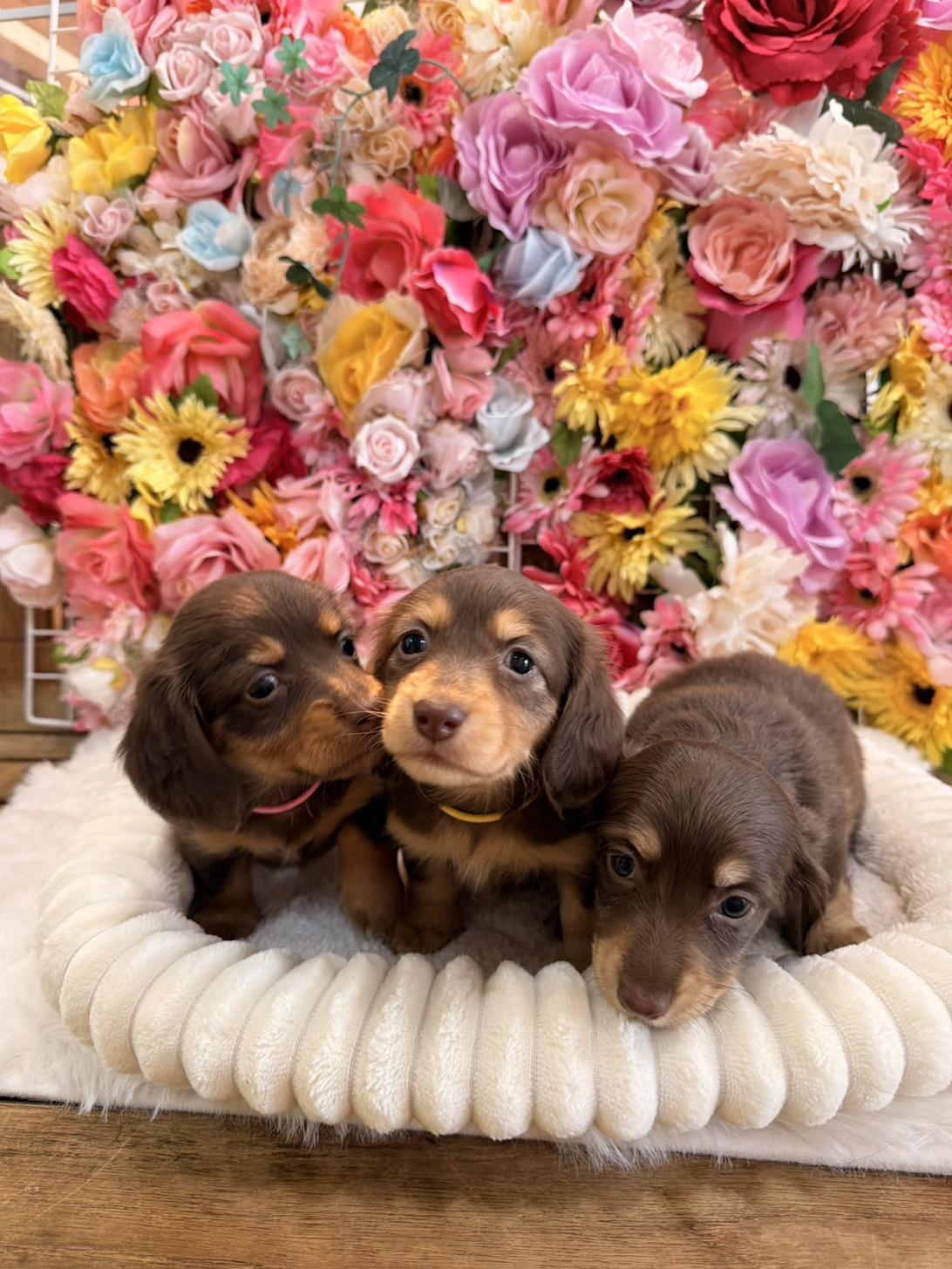 福岡県のミニチュアダックスフンド(ロング) (スタードッグス大牟田店/2026年1月20日生まれ/女の子/チョコレートイエロー)の子犬の2枚目の画像