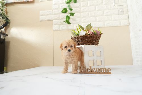 滋賀県のトイプードル(トイ) (いっぷく湖南店/2026年3月10日生まれ/女の子/オレンジフォーン)の子犬の3枚目の画像
