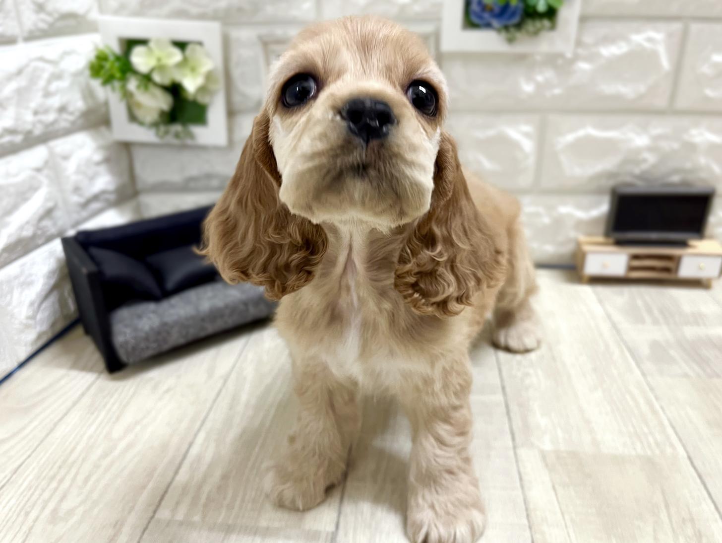 2025年12月8日生まれのアメリカンコッカースパニエル