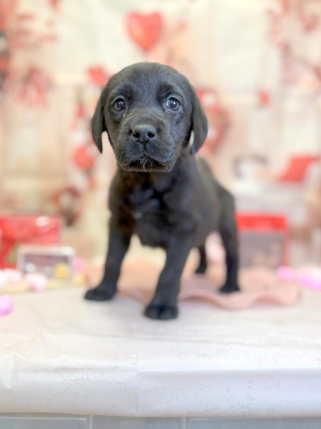 北海道のラブラドールレトリーバー (ラブワンコ平岸店/2025年12月6日生まれ/女の子/ブラック)の子犬