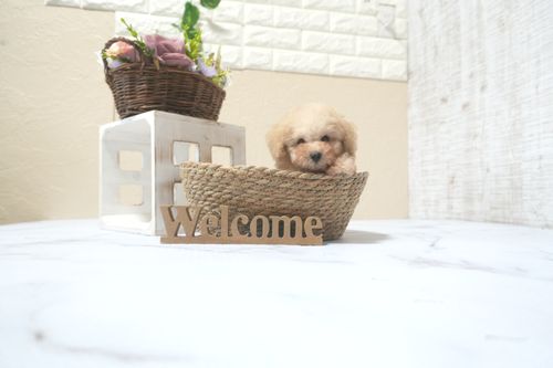 滋賀県のトイプードル(タイニー) (いっぷく湖南店/2025年9月12日生まれ/男の子/オレンジフォーン)の子犬の1枚目の画像