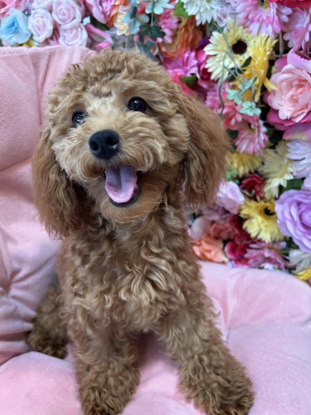 福岡県のトイプードル(トイ) (スタードッグス大牟田店/2024年11月3日生まれ/女の子/レッド)の子犬