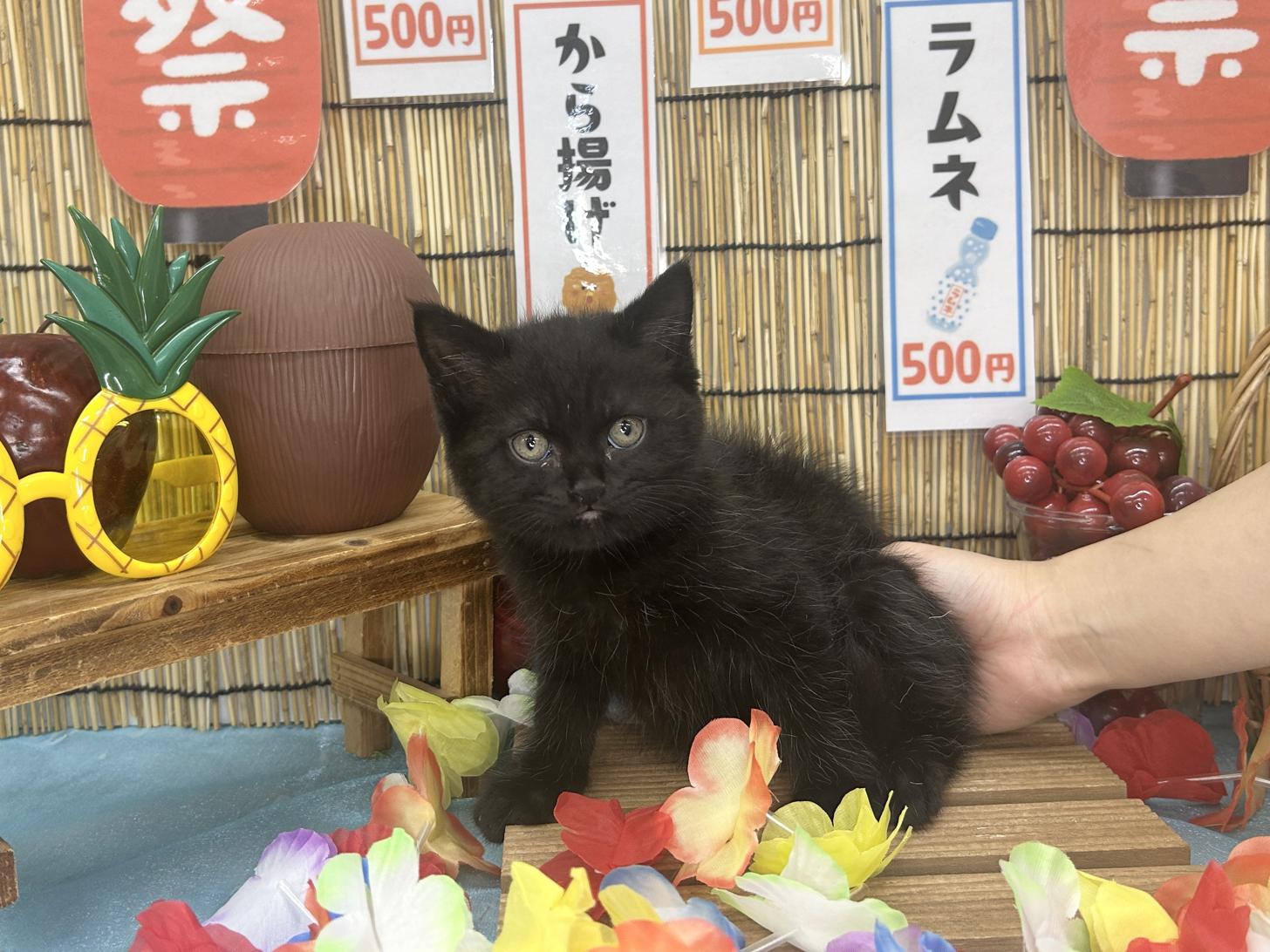 北海道のスコティッシュフォールド (ラブワンコ カインズ大曲店/2026年6月10日生まれ/男の子/ブラック)の子猫の1枚目の画像